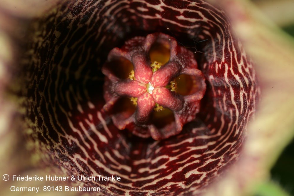 Fotoausstellung Brachystelma